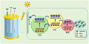 Graphical abstract: A novel photoelectrochemical aptasensor for alpha-fetoprotein assay based on a 3D self-supporting TiO2/CdS/BiOI Z-scheme heterojunction