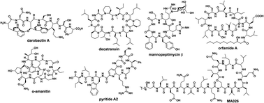 Graphical abstract: Recent highlights of the total synthesis of cyclic peptide natural products