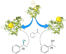 Graphical abstract: Design of a gold nanoparticles site in an engineered lipase: an artificial metalloenzyme with enantioselective reductase-like activity