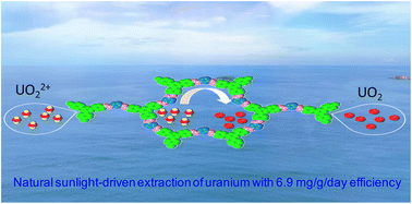 Graphical abstract: An imidazole-based covalent-organic framework enabling a super-efficiency in sunlight-driven uranium extraction from seawater