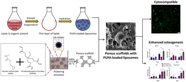 Graphical abstract: Iron oxide nanoparticle-stabilized Pickering emulsion-templated porous scaffolds loaded with polyunsaturated fatty acids (PUFAs) for bone tissue engineering