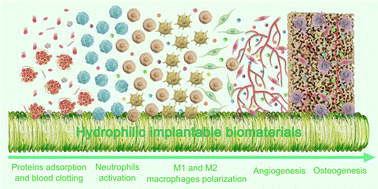 Graphical abstract: Advances in osteoimmunomodulation of biomaterials after intrabone implantation: focus on surface hydrophilicity