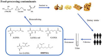 Graphical abstract: Ultra-high performance liquid chromatography–tandem mass spectrometry for profiling mercapturic acids in human urine after daily exposure to acrylamide, 3-monochloropropane-1,2-diol and glycidol
