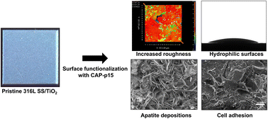 Graphical abstract: Assessing the impact of CAP-p15 functionalization on the bioactivity of rough TiO2-coated 316L stainless steel surfaces