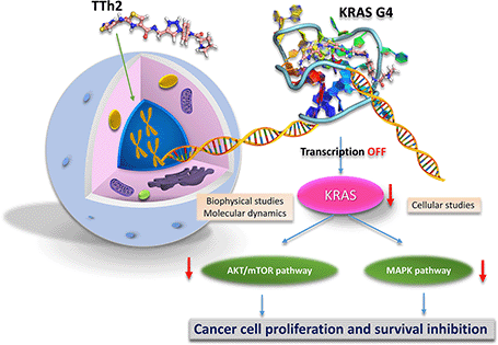 Graphical abstract: Thiazole peptidomimetics as chemical modulators of KRAS gene expression via G-quadruplex stabilization