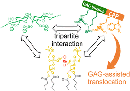 Graphical abstract: Translocation of penetratin-like peptides involving calcium-dependent interactions between glycosaminoglycans and phosphocholine headgroups of the membrane lipid bilayer