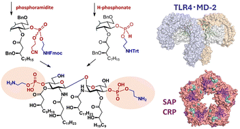 Graphical abstract: Bifunctional glycolipids targeting TLR4·MD-2 and short pentraxins