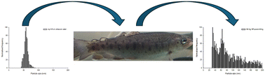 Graphical abstract: Advancing fish tissue reference material development for Ag nanoparticles through a perfusion approach