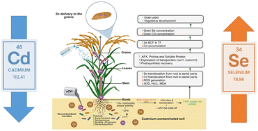 Graphical abstract: Sustainable production of selenium-rich and cadmium-safe rice by nZVI–melatonin synergy via coordinated plant–microbe regulation