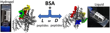Graphical abstract: Influence of peptide chirality on their protein-triggered supramolecular hydrogelation