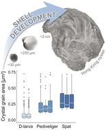 Graphical abstract: Oyster larval biomineralisation – insights from electron backscatter diffraction