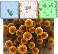 Graphical abstract: Supramolecular interactions in softwood kraft lignin nanoparticles