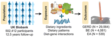 Graphical abstract: Diet, genetic factors, and the risk of gastroesophageal reflux disease, Barrett's esophagus and esophageal adenocarcinoma