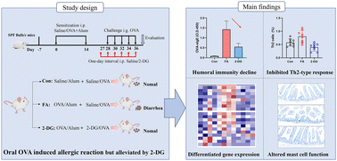 Graphical abstract: Inhibition of glycolysis alleviates food allergy via regulating the immune response of T helper cells and mast cells to ovalbumin in sensitized mice