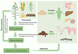 Graphical abstract: Extraction, purification, structural characterization and bioactivity of maize oligosaccharides: a review