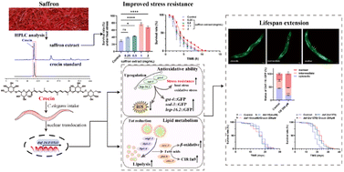 Graphical abstract: Crocin extends lifespan by mitigating oxidative stress and regulating lipid metabolism through the DAF-16/FOXO pathway