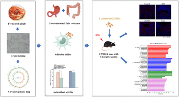 Graphical abstract: Lactiplantibacillus plantarum ZGS521 attenuates colitis by regulating intestinal epithelial proliferation and differentiation and the gut microbiota