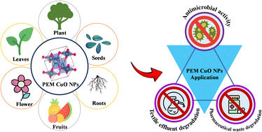 Graphical abstract: Plant extract-mediated green-synthesized CuO nanoparticles for environmental and microbial remediation: a review covering basic understandings to mechanistic study