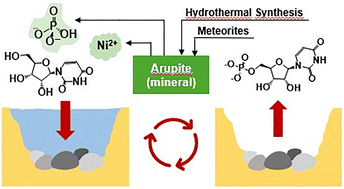 Graphical abstract: Efficient direct phosphorylation of ribonucleosides by slightly soluble nickel phosphate mineral arupite, using wet/dry cycles