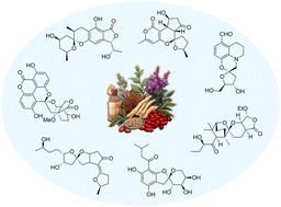 Graphical abstract: Spiroketal natural products isolated from traditional Chinese medicine: isolation, biological activity, biosynthesis, and synthesis