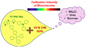 Graphical abstract: Thienothiophene-based quantum dots: calibration of photophysical properties via carbon dot and biomolecular interactions