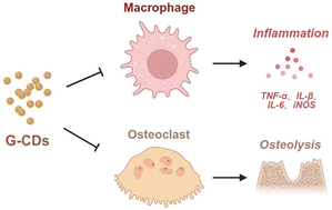 Graphical abstract: Carbon dots derived from ginger for inhibiting inflammatory osteolysis