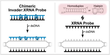 Graphical abstract: Efficient and specific DNA-targeting using single-stranded LNA/MOE mixmers and chimeric Invader:XenoRNA probes
