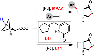 Graphical abstract: Synthesis of bicyclo[3.2.0]heptane lactones via a ligand-enabled Pd-catalyzed C(sp3)–H activation cascade