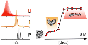 Graphical abstract: Mass spectrometry detects folding intermediates populated during urea-induced protein denaturation