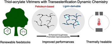 Graphical abstract: Lignin-derivable, thermally healable thiol-acrylate vitrimers with improved mechanical performance and reprocessability via transesterification