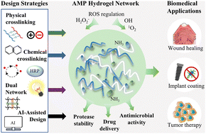 Graphical abstract: Antimicrobial peptide hydrogels: synthesis, ROS regulation mechanism, and multimodal therapeutic applications in drug delivery systems