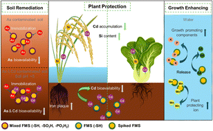 Graphical abstract: Multi-mode soil chemical passivation and crop protection of severe cadmium and arsenic polluted soils with engineered silica