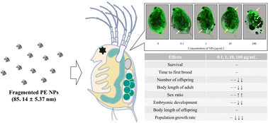 Graphical abstract: Sublethal impacts of fragmented polyethylene nanoplastics on Daphnia magna following chronic exposure