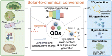 Graphical abstract: Quantum dot–microbe hybrid systems for solar-to-chemical conversion