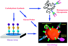 Graphical abstract: Chemistry and glycobiology