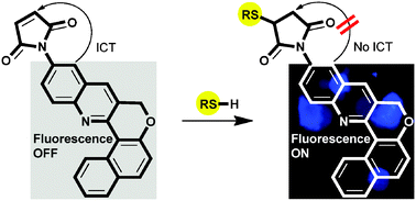 Graphical abstract: A chromenoquinoline-based fluorescent off–onthiol probe for bioimaging