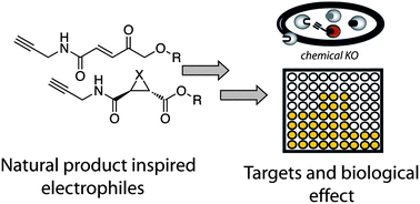Graphical abstract: Antibiotic activity and target discovery of three-membered natural product-derived heterocycles in pathogenic bacteria
