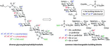 Graphical abstract: A general and convergent synthesis of diverse glycosylphosphatidylinositol glycolipids