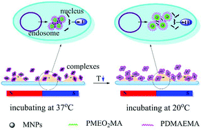 Graphical abstract: Combining magnetic field/temperature dual stimuli to significantly enhance gene transfection of nonviral vectors