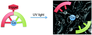 Graphical abstract: Light uncages a copper complex to induce nonapoptotic cell death