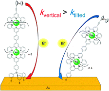 Graphical abstract: Orthogonal bis(terpyridine)–Fe(ii) metal complex oligomer wires on a tripodal scaffold: rapid electron transport