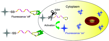 Graphical abstract: Rational design of fluorescent light-up probes based on an AIE luminogen for targeted intracellular thiol imaging