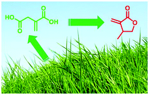 Graphical abstract: Synthesis of β-methyl-α-methylene-γ-butyrolactone from biorenewable itaconic acid