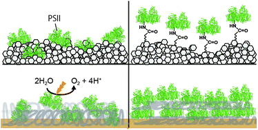 Graphical abstract: Protein film photoelectrochemistry of the water oxidation enzyme photosystem II