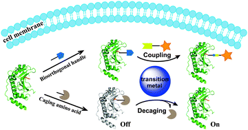 Graphical abstract: Transition metal-mediated bioorthogonal protein chemistry in living cells