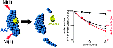 Graphical abstract: Ni(ii) ions cleave and inactivate human alpha-1 antitrypsin hydrolytically, implicating nickel exposure as a contributing factor in pathologies related to antitrypsin deficiency