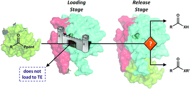 Graphical abstract: Polyketide synthase and non-ribosomal peptide synthetase thioesterase selectivity: logic gate or a victim of fate?