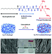 Graphical abstract: Tuning viscoelastic properties of supramolecular peptide gels via dynamic covalent crosslinking