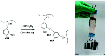 Graphical abstract: Enzymatically crosslinked alginate hydrogels with improved adhesion properties