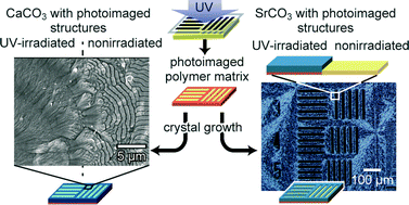 Graphical abstract: Tuning of morphology and polymorphs of carbonate/polymer hybrids using photoreactive polymer templates